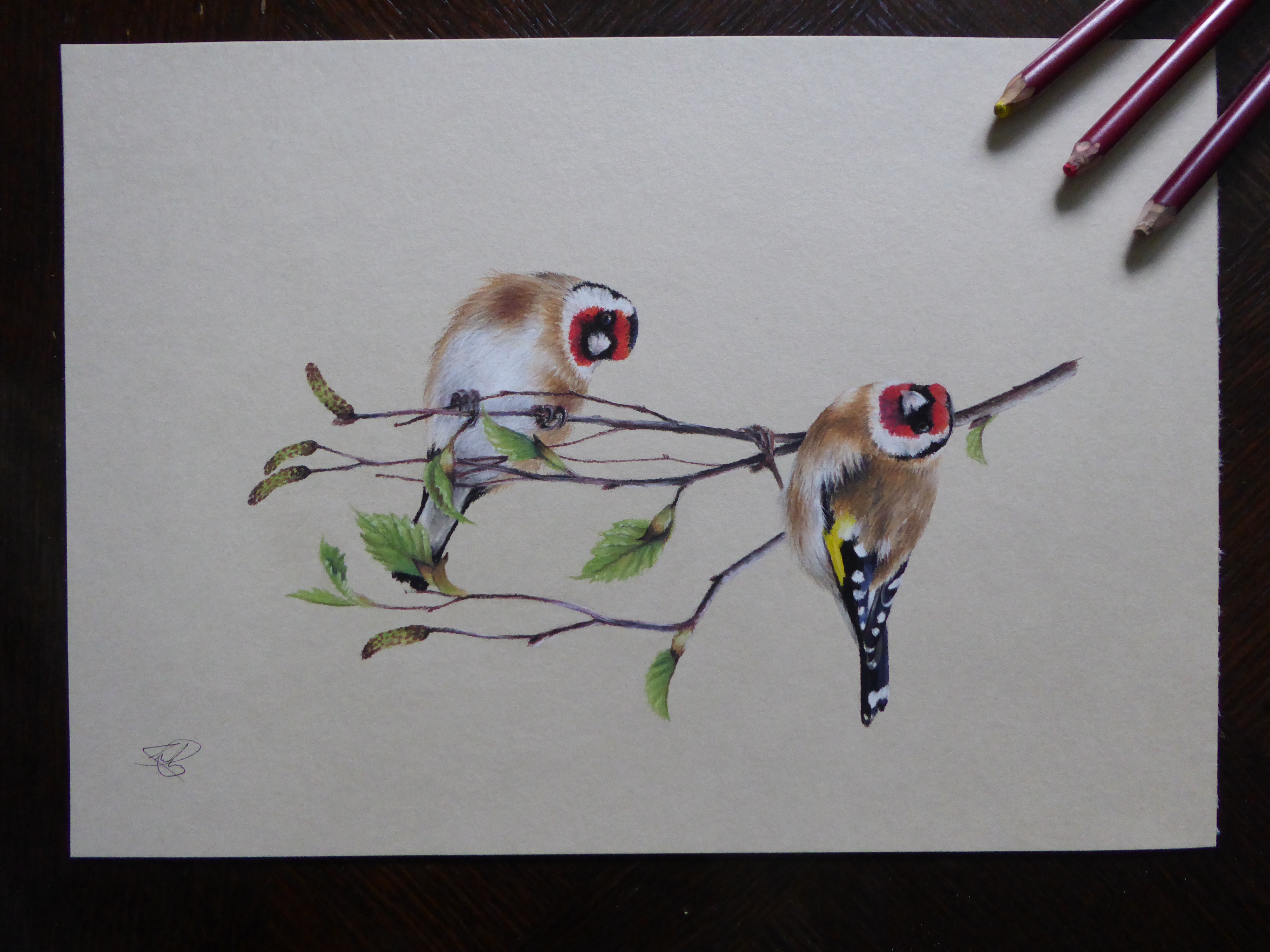 Chardonnerets élégants